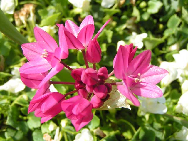 Лук горолюбивый - Allium oreophilum