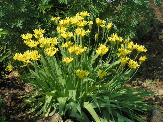 Лук золотой - Allium aureum
