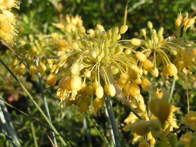 Лук желтый - Allium flavum