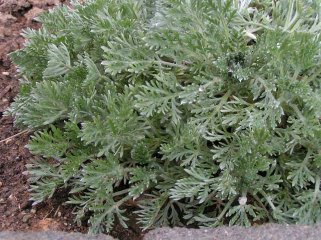 Полынь куропаточная - Artemisia lagopus