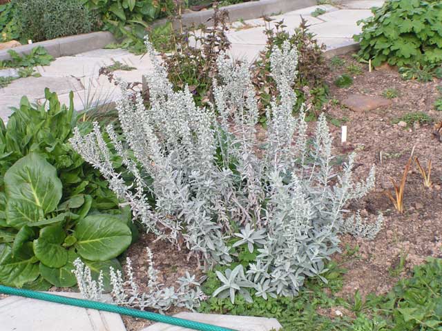 Полынь луизианская - Artemisia  ludoviciana