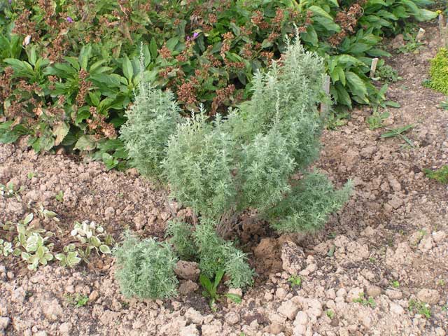 Полынь - Artemisia sp.