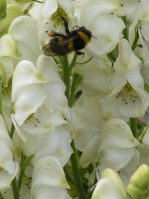 Аконит клобучковый белый - Aconitum napellus f.alba