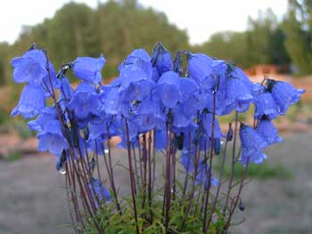 Колокольчик ложечницелистный Бавария Блю - Campanula cochlearifolia Bavaria Blue
