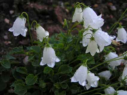 Колокольчик ложечницелистный Бавария Вайт - Campanula cochlearifolia Bavaria White