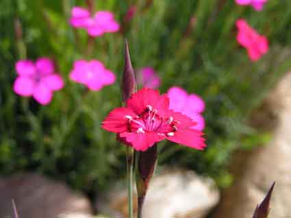 Гвоздика травянка Бриланси - Dianthus deltoides Brilancy