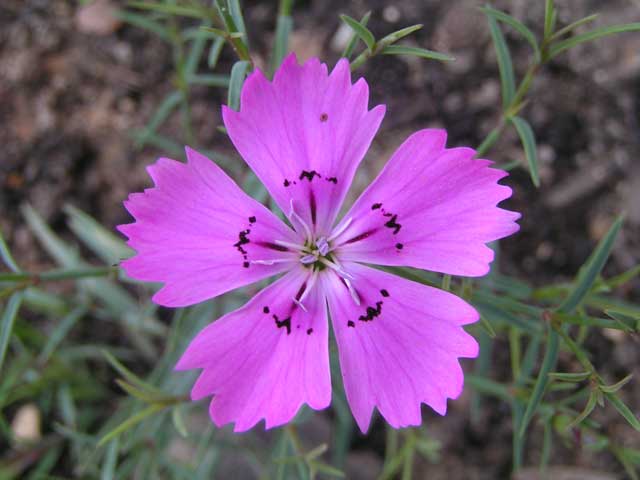 Гвоздика нардиформис - Dianthus nardiformis