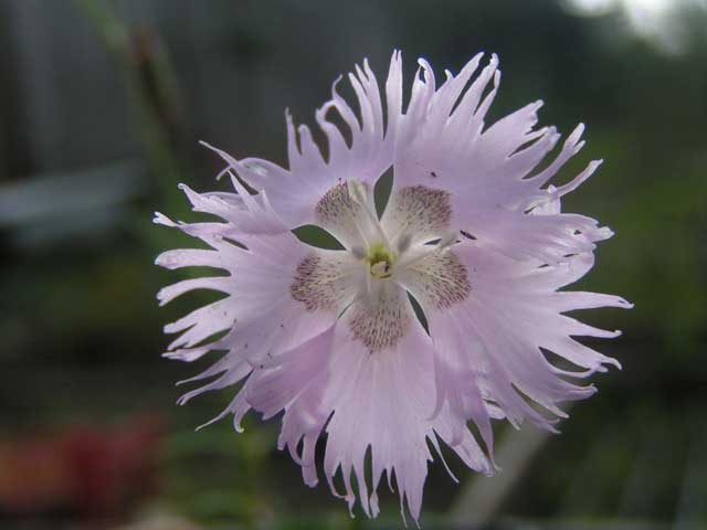 Гвоздика Штернберга - Dianthus sternbergii