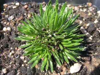 Крупка жестколистная, крупка вечнозеленая - Draba aizoides
