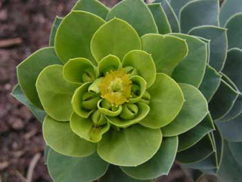Молочай миртовидный - Euphorbia myrsinites