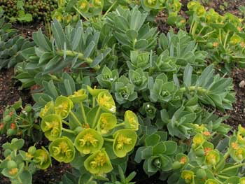 Молочай миртовидный - Euphorbia myrsinites