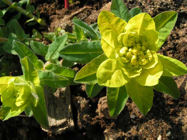 Молочай многоцветный - Euphorbia polychroma