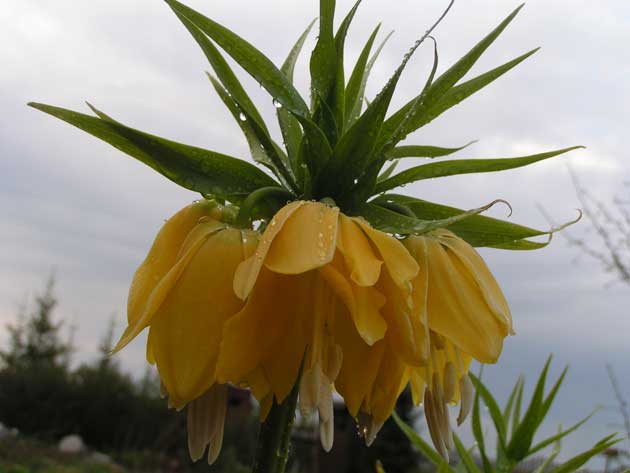 Рябчик - Fritillaria