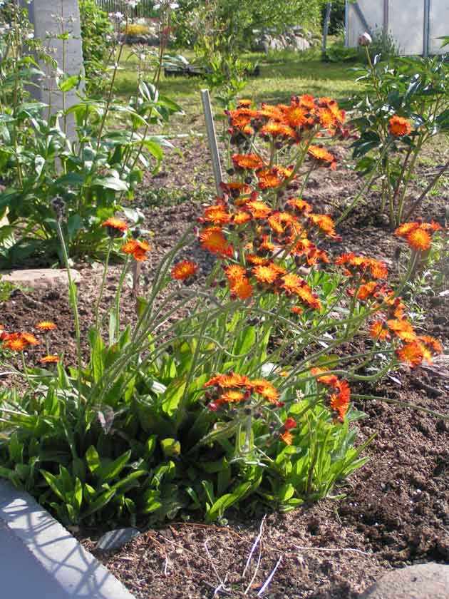 Ястребинка оранжевая - Hieracium aurantiacum