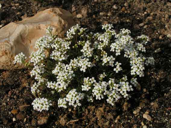 Гутчинзия альпийская - Hutchinsia alpina