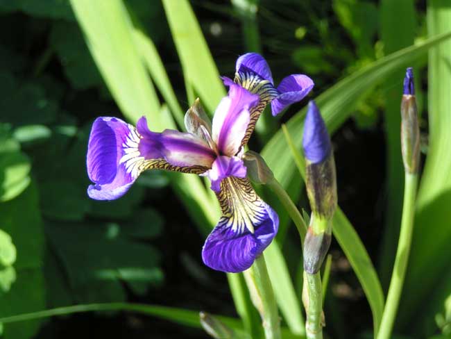 Ирис щетиноносный - Iris setosa