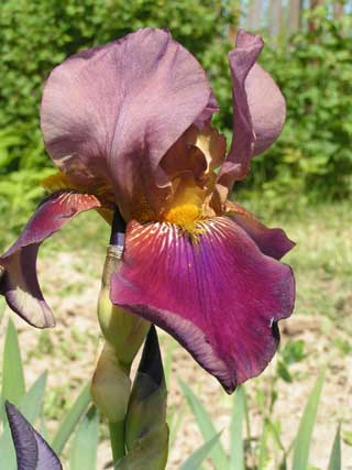 Ирис гибридный - Iris hybr.