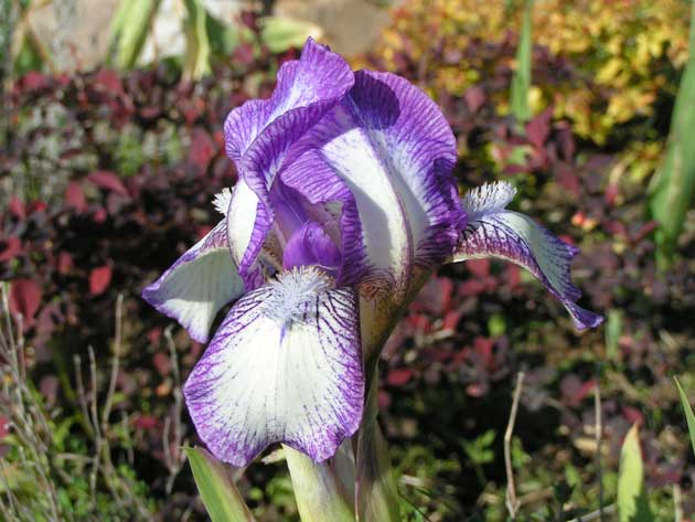 Ирис гибридный - Iris hybr.