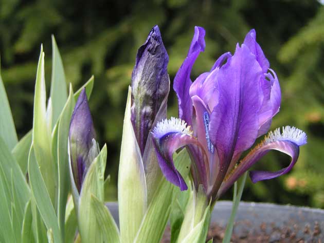 Ирис крымский - Iris taurica
