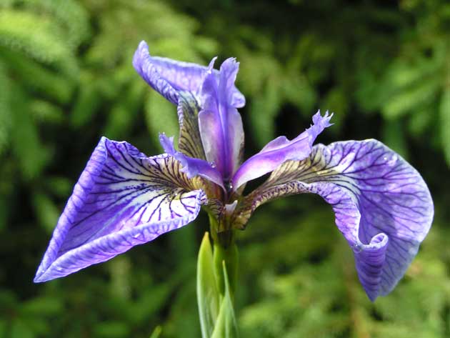 Ирис злаковидный - Iris graminea
