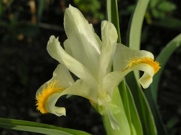 Юнона орхидная - Juno orchioides