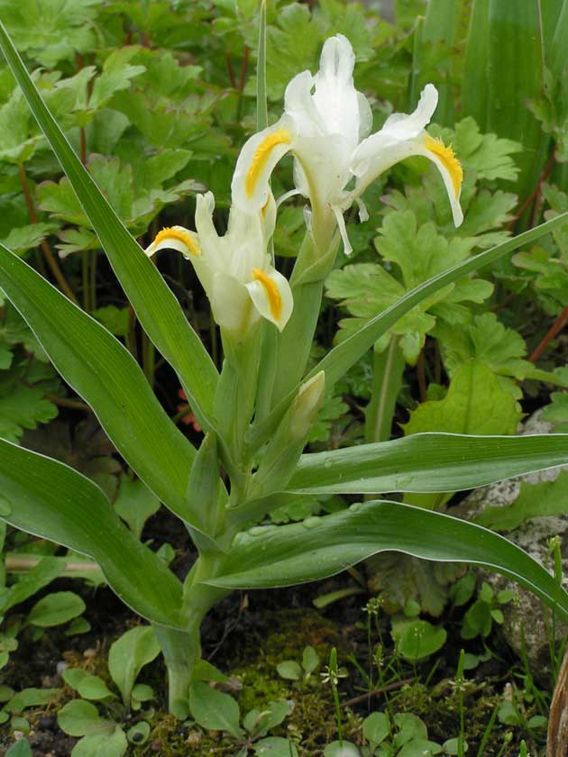 Юнона орхидная - Juno orchioides