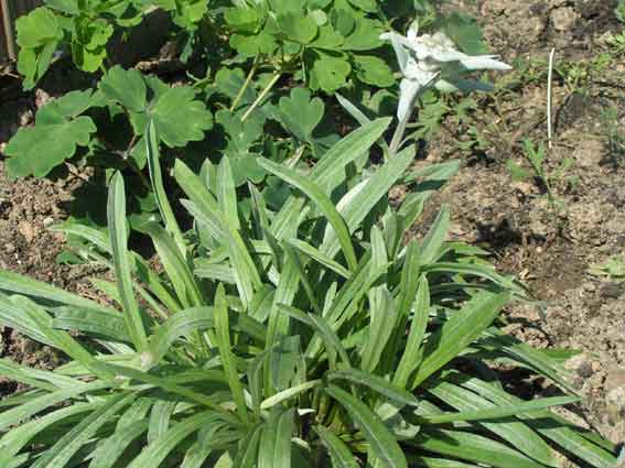 Эдельвейс альпийский - Leontopodium alpinum