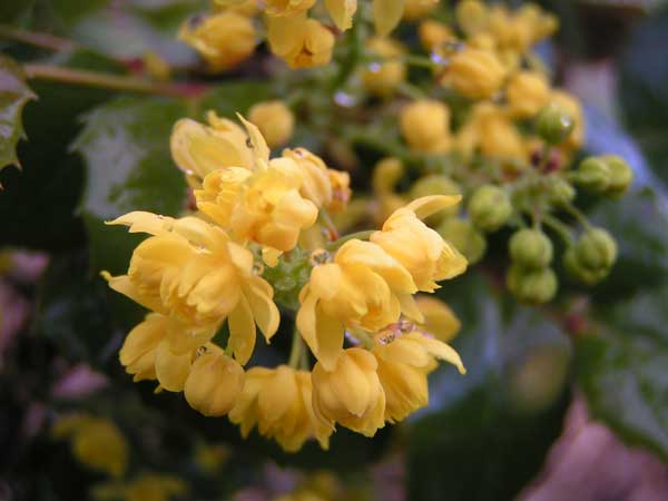 Магония падуболистная - Mahonia aquifolium