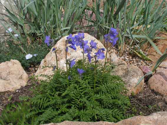 Синюха ворсистая - Polemonium villosa