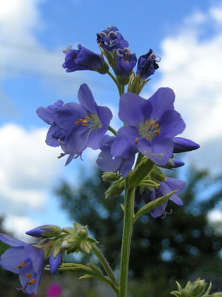 Синюха голубая ф. пестролистная - Polemonium caeruleum f. variegata
