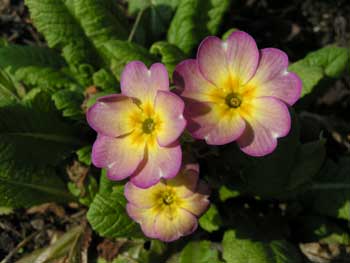 Примула обыкновенная - Primula vulgaris