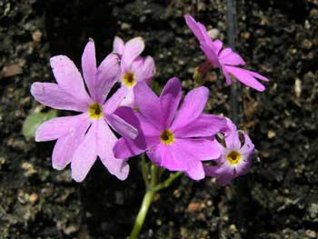 Примула кортузовидная - Primula cortusoides