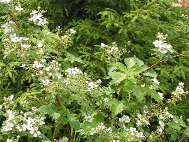 Ежевика сизая - Rubus caesius