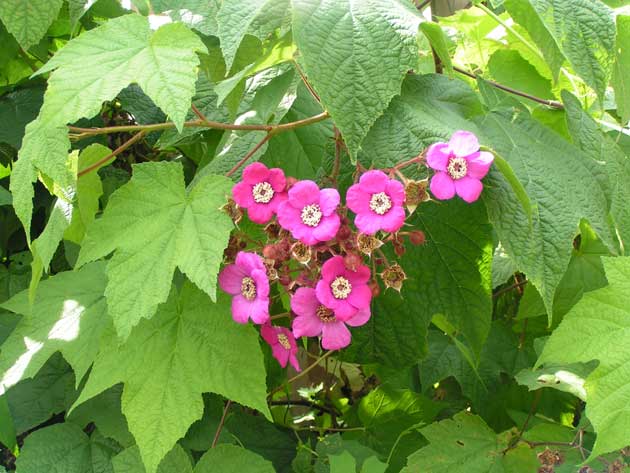 Малина душистая - Rubus odoratus
