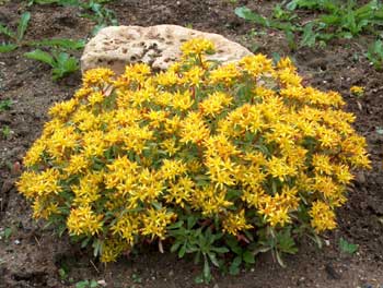 Очиток цветоносный Вайхенстефанер Голд - Sedum floriferum Weihenstephaner Gold