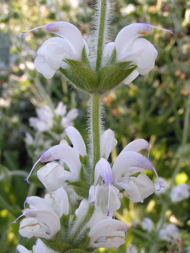 Шалфей серебристый - Salvia argentea