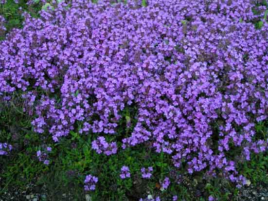 Тимьян ползучий Пурпл Бьюти - Thymus serpyllum Purple Beauty